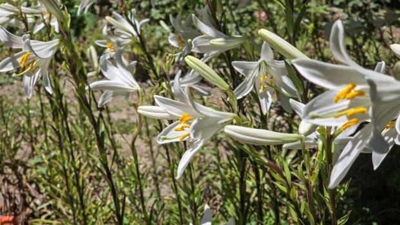 Bu &ccedil;i&ccedil;eğin kolonyası baş ağrısını gideriyor, sabunu gen&ccedil;leştiriyor