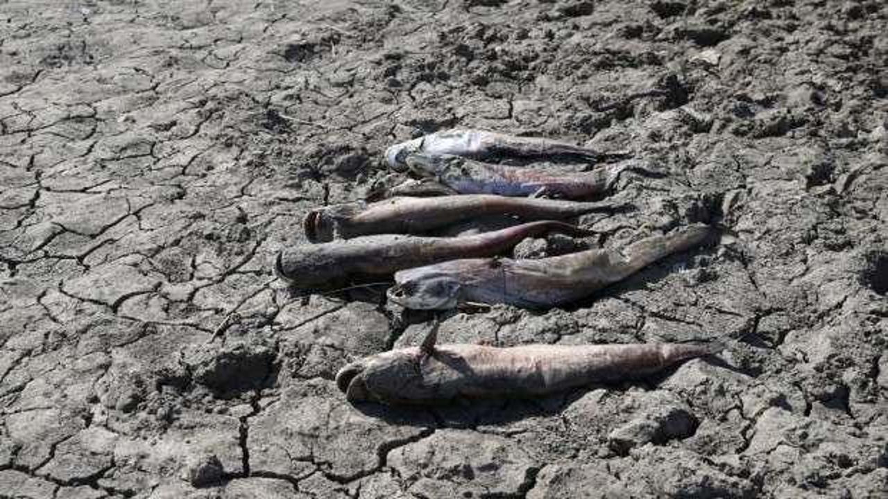 Edirne'de korkutan gelişme! İnceleme başlatıldı