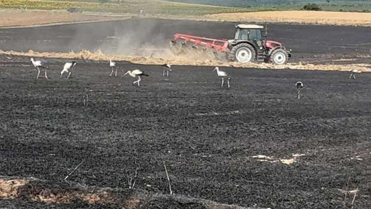 Edirne'de yangın faciası! 38 ton buğday kül oldu