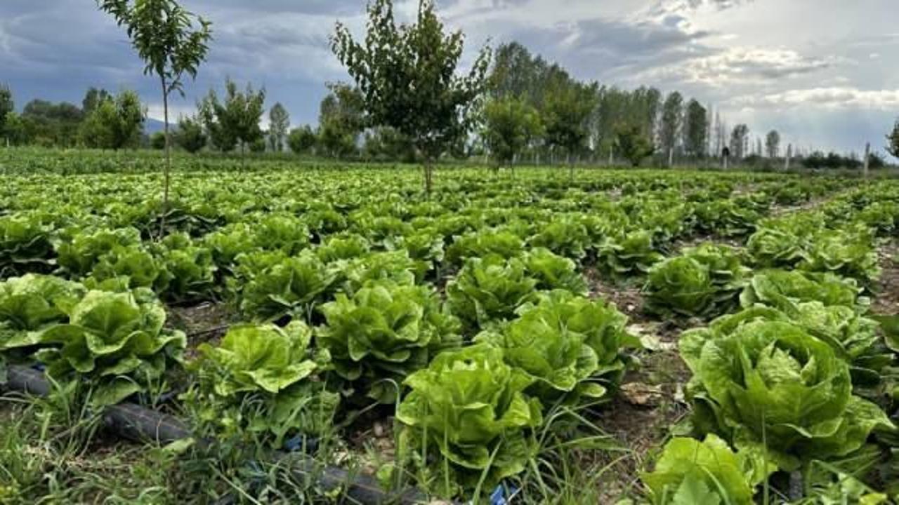 Iğdır'da teşvik ve desteklerle sebze yetiştiriciliği artıyor