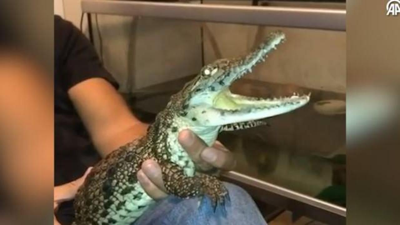 İstanbul'da inanılmaz g&ouml;r&uuml;nt&uuml;! Timsahla yaşayan kişi g&ouml;zaltında