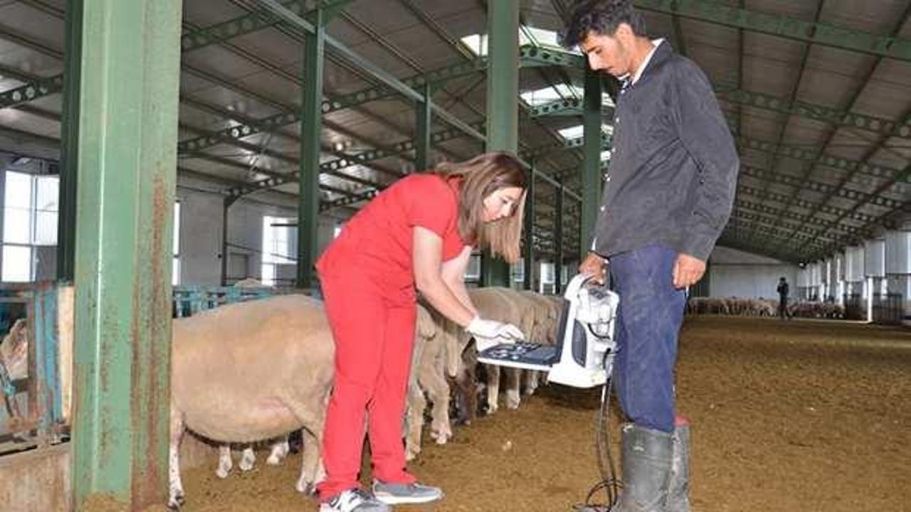 Kadın girişimci devlet desteğiyle kurduğu &ccedil;iftlikte 1000 koyuna ulaştı