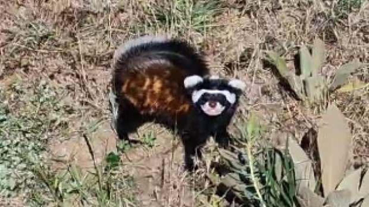 Aksaray'da &lsquo;Alaca sansar' g&ouml;r&uuml;nt&uuml;lendi! '&Uuml;rk&uuml;t&uuml;c&uuml; sesler &ccedil;ıkarıyor'