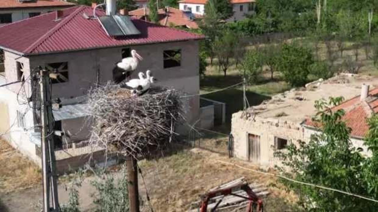 Ömrünü tamamlayan elektrik direği, 40 yıldır leyleklere yuva oluyor