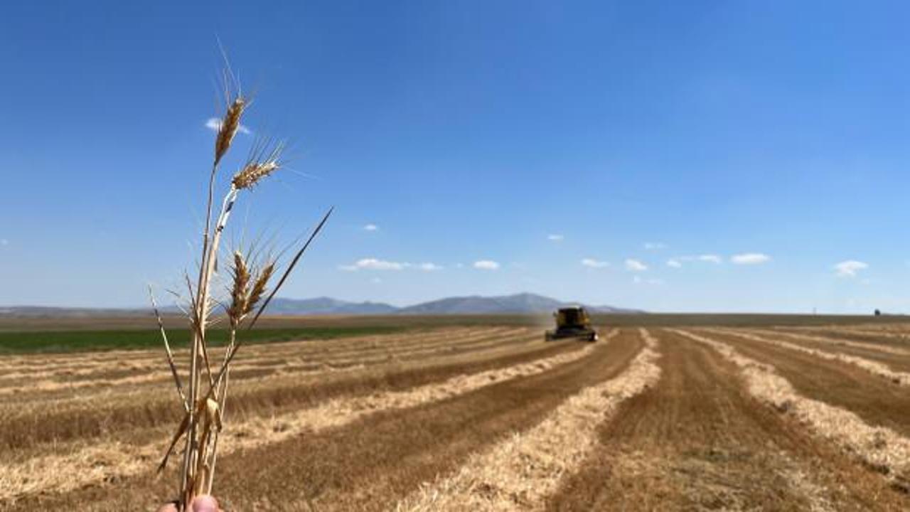 Sivrihisar'da &ccedil;ift&ccedil;i d&ouml;n&uuml;mden 300 kilogram buğday aldı
