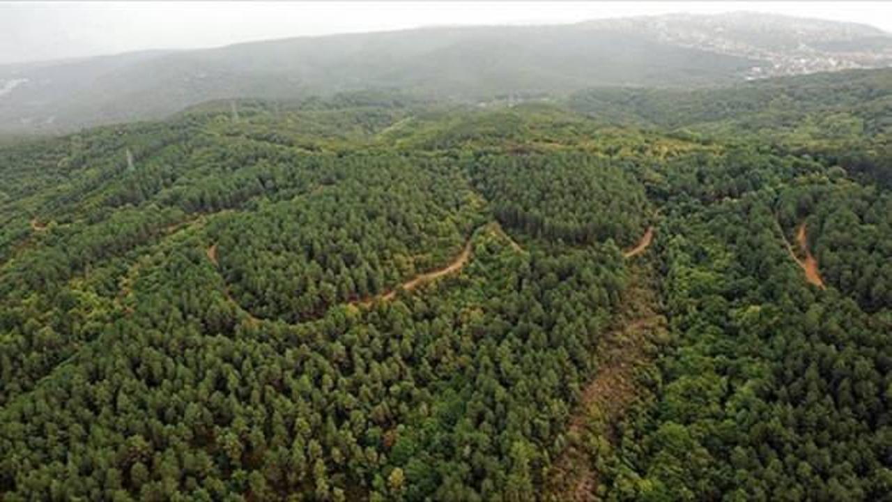 Yaygınlaşan terapi ormanları "strese iyi gelecek"