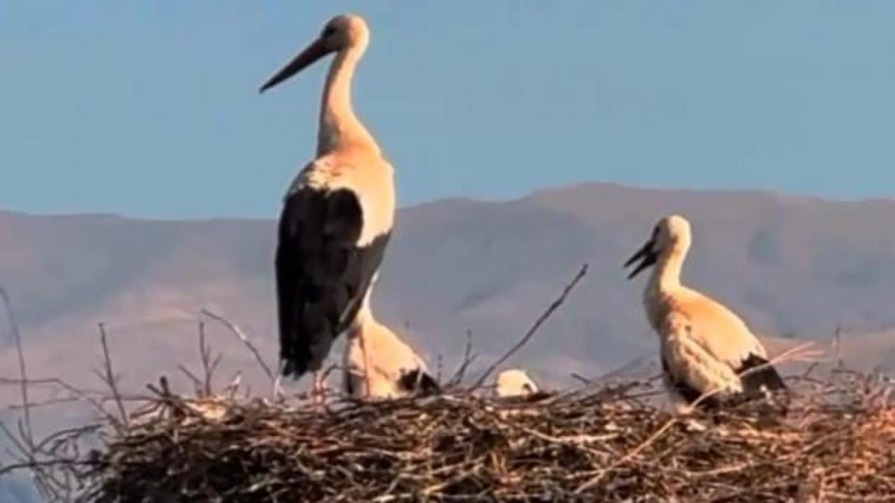 Yuvasında yangın &ccedil;ıkan leyleğin yavrularını kurtarma &ccedil;abası