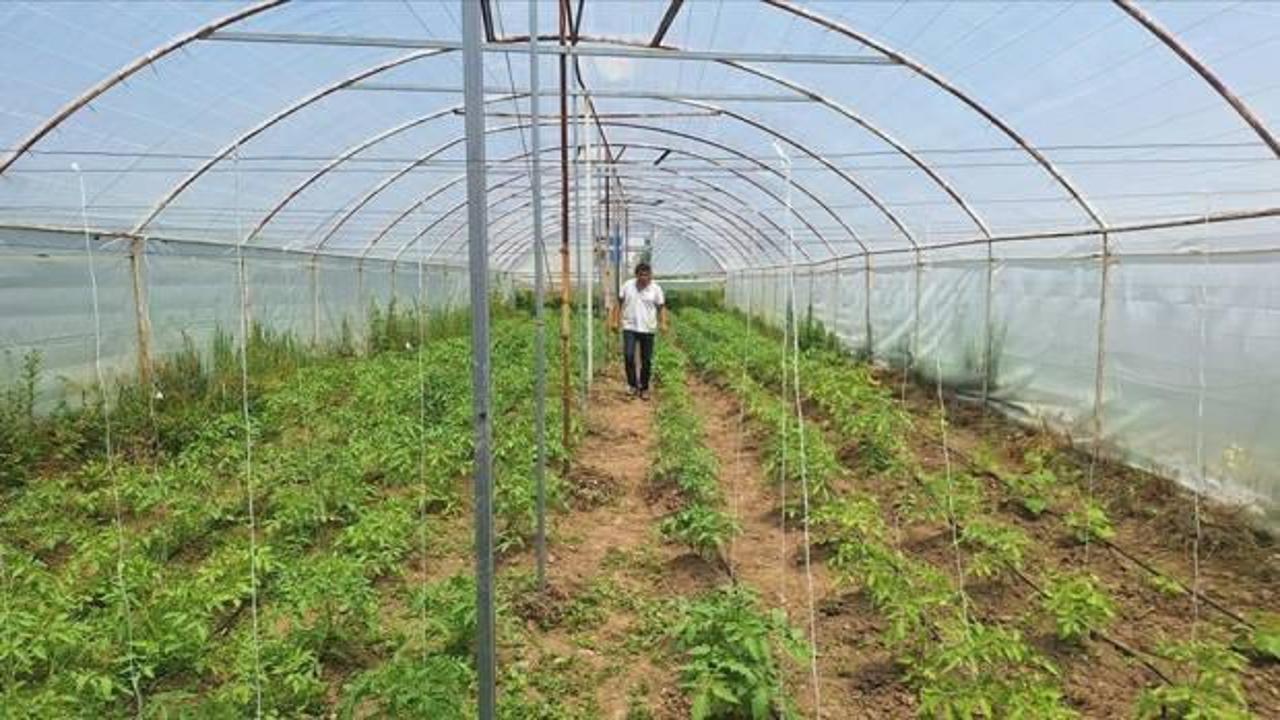 Zonguldaklı emekli madenci ata tohumuyla domates yetiştiriyor