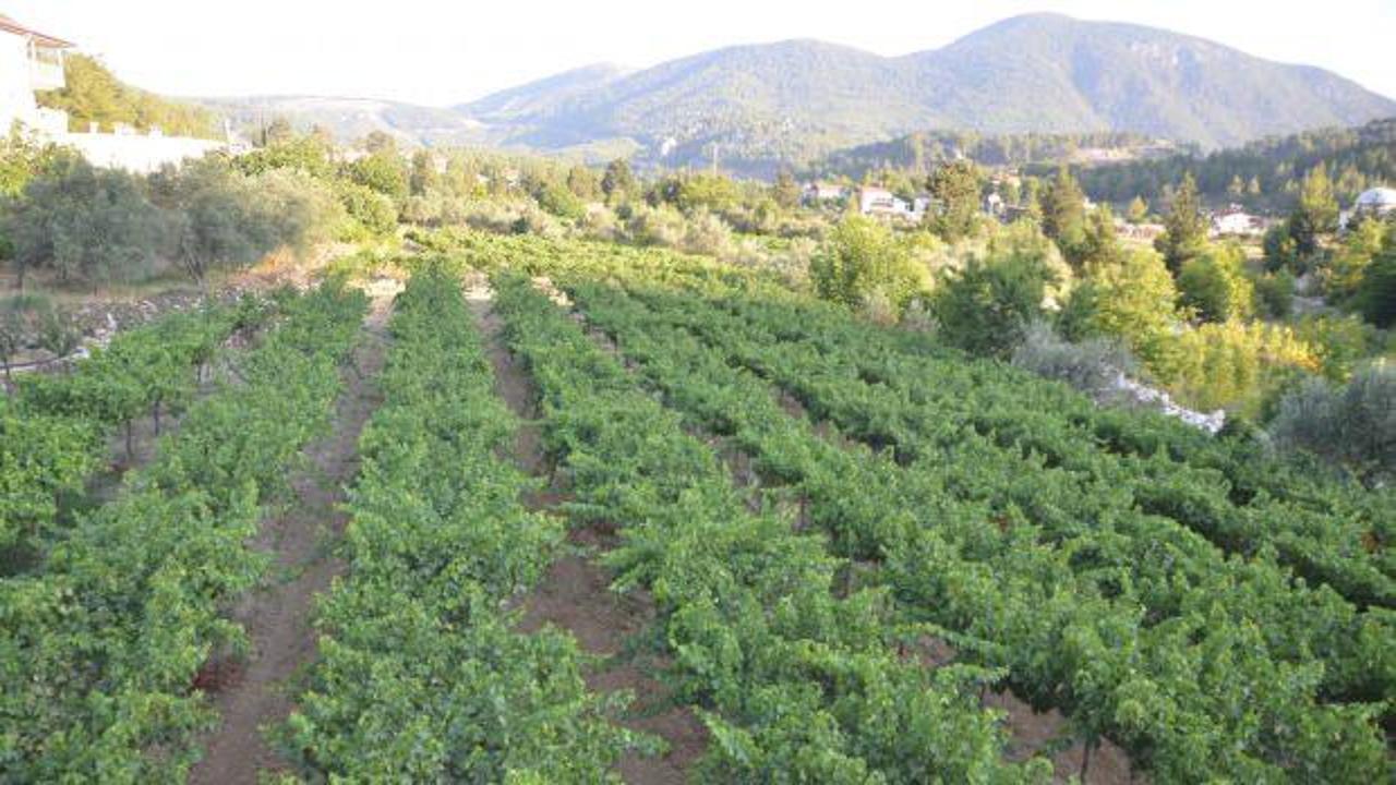 Antalya'da üzümde bu yıl yüzde yüz rekolte bekleniyor