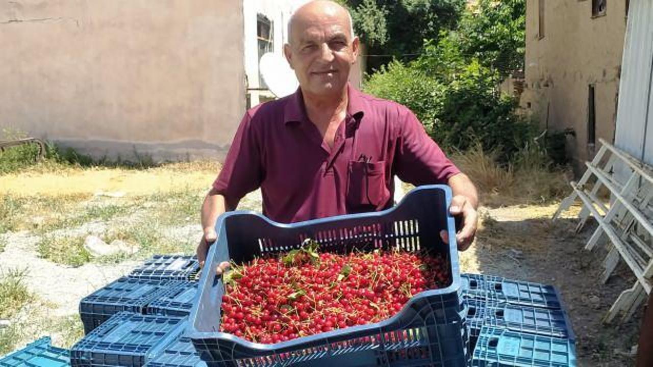 Hisarcık&rsquo;ta vişne alımlarına başlandı