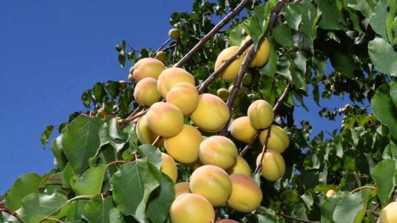 Kayısı hasadının başladığı Malatya'da üreticiler işçi bulamıyor