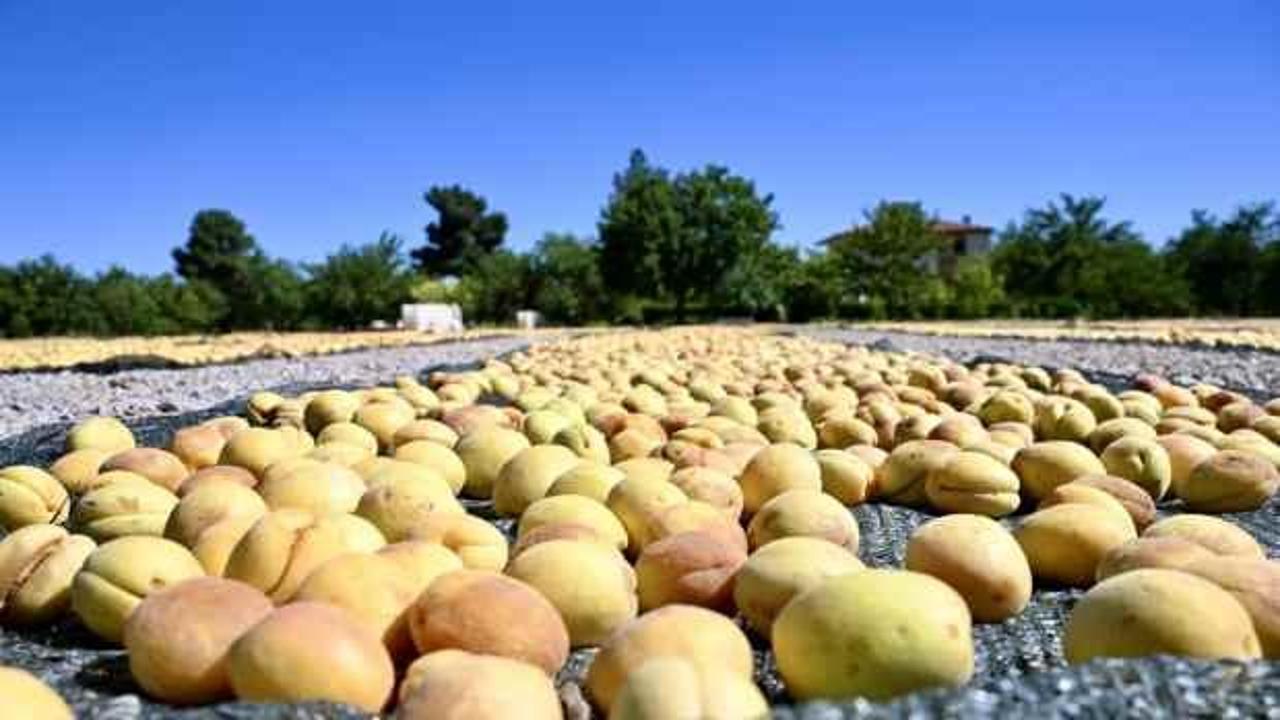 Malatya'da kayısı hasat şenliği düzenlendi