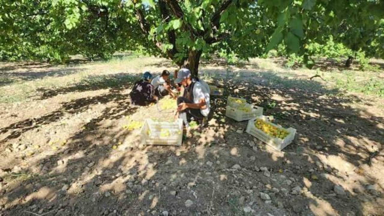 Malatya’da ’sarı altın’ hasadı başladı