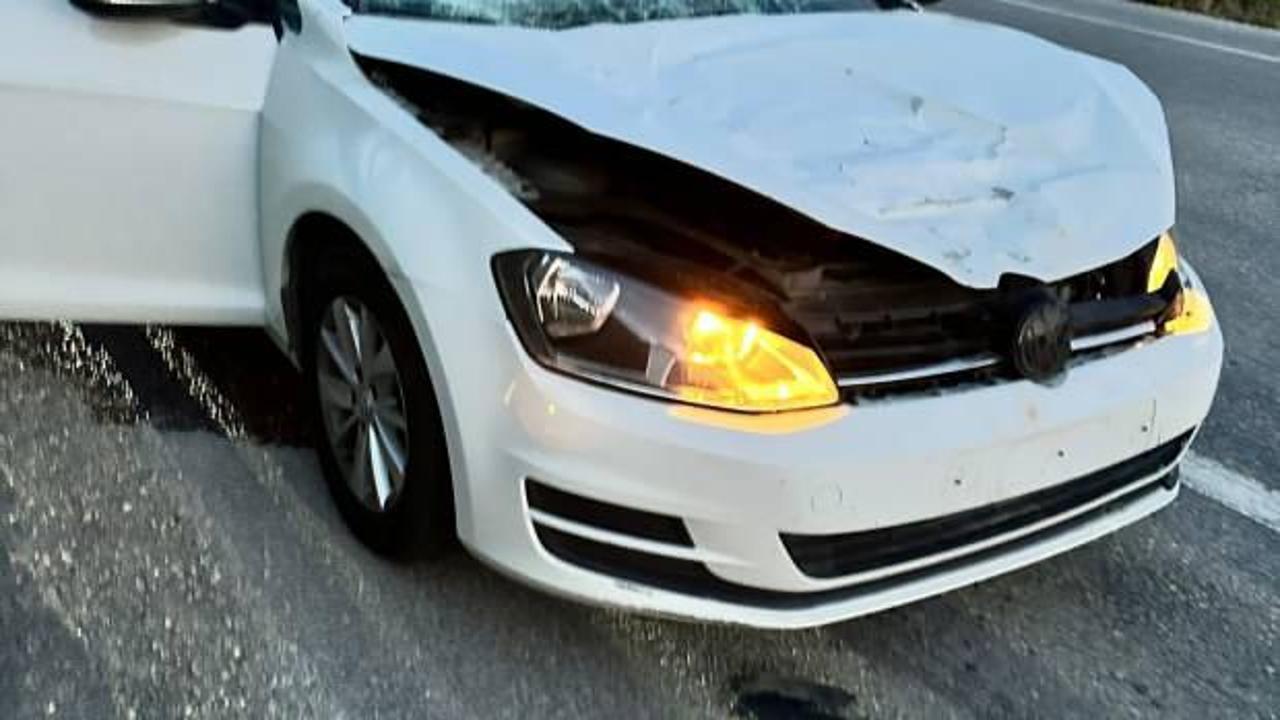 Sakarya’da yola fırlayan geyik telef, otomobil hurda oldu!