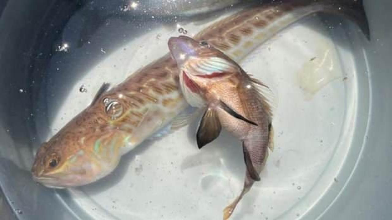 Trakonya balığına temas edince hastanelik oldu