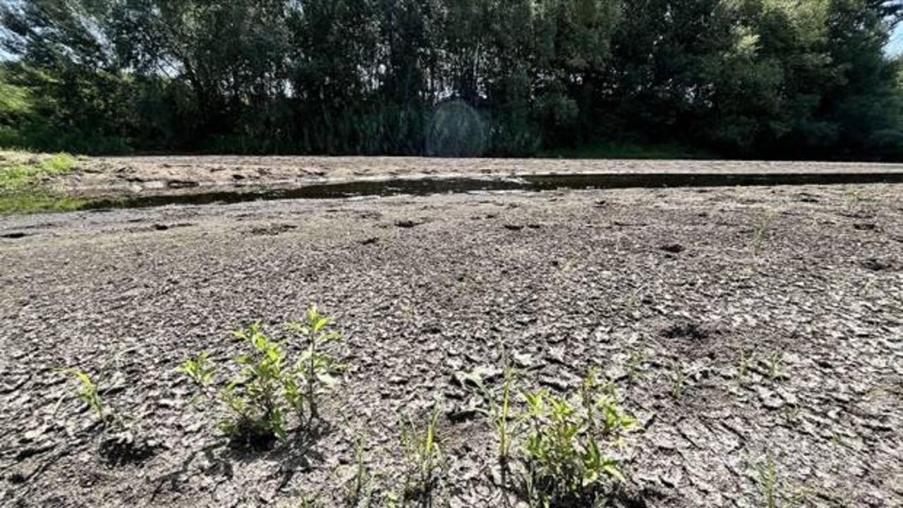 Tunca Nehri'nin debisinin d&uuml;şmesi &ccedil;eltik &uuml;reticilerini olumsuz etkiliyor