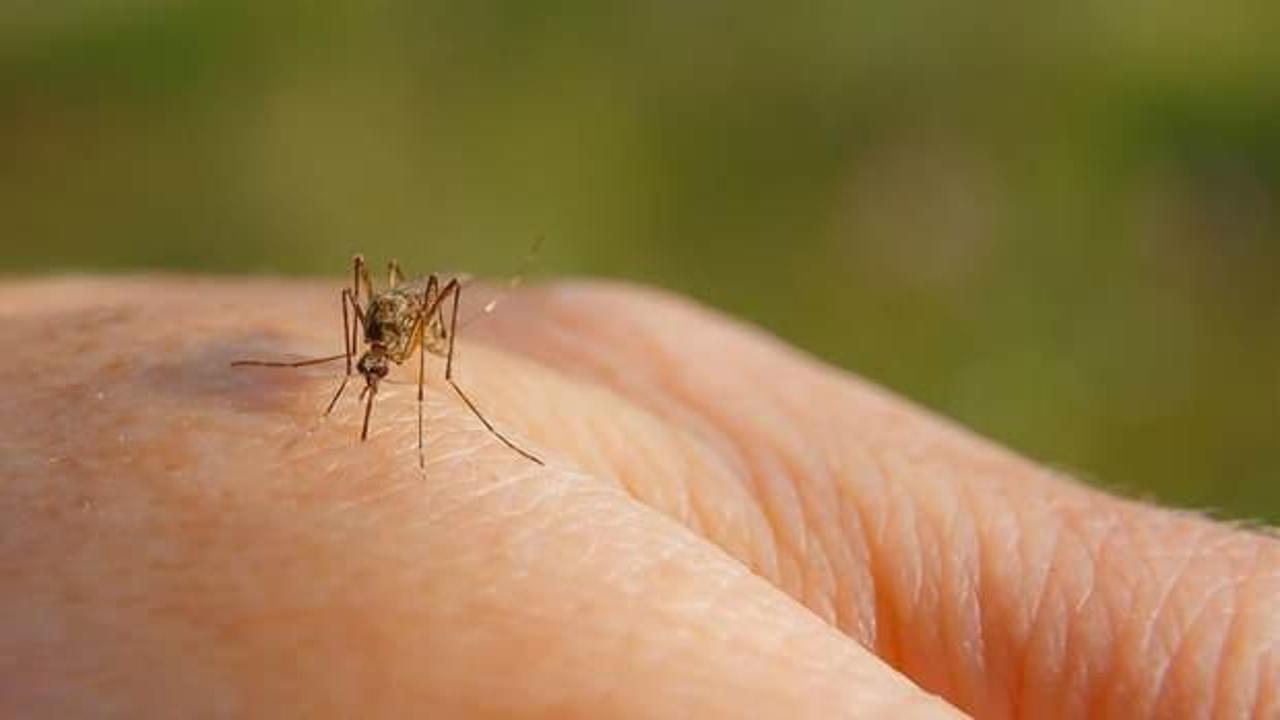 Yaz aylarının kabusu sivrisinek artışına neden olan durumlara dikkat! Cezası var
