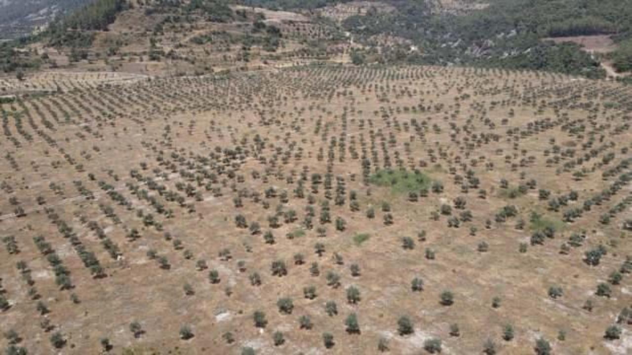 Yeniköy Kemerköy Enerji, 2025'te 511 hektarlık maden sahasını rehabilite etmeyi hedefliyor