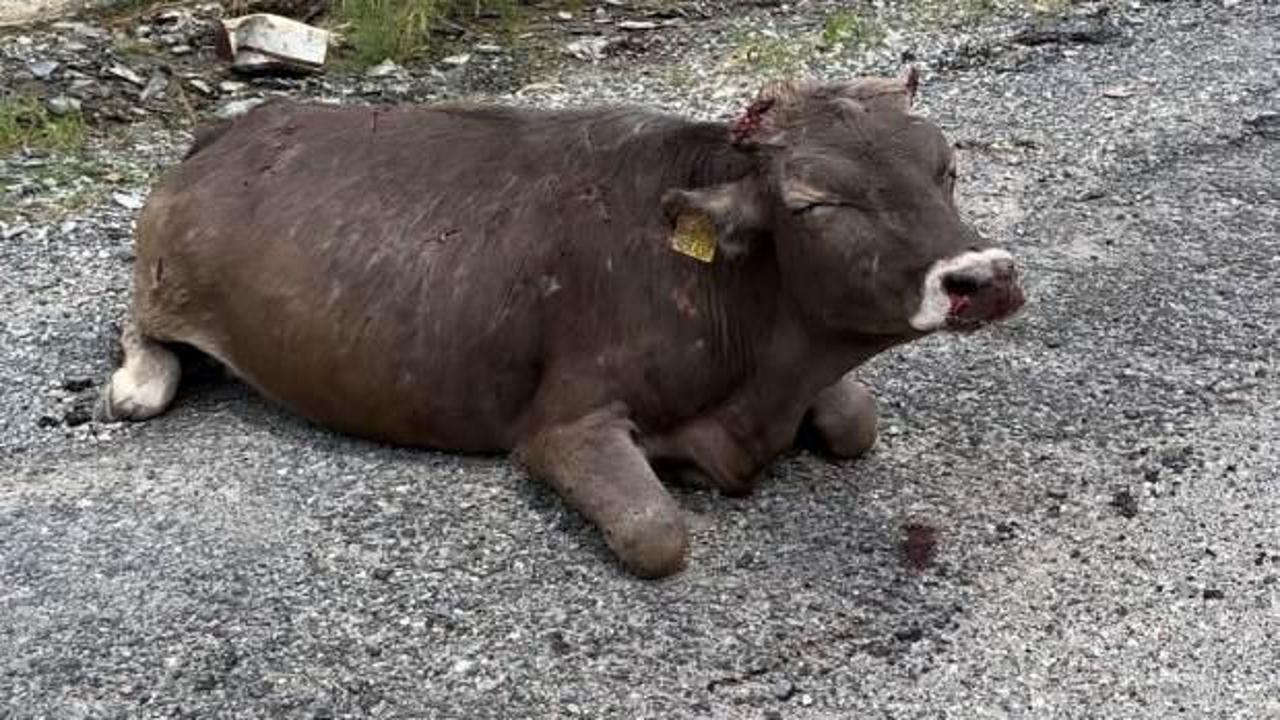 500 metrelik kayalıktan düşen inek ağır yaralandı