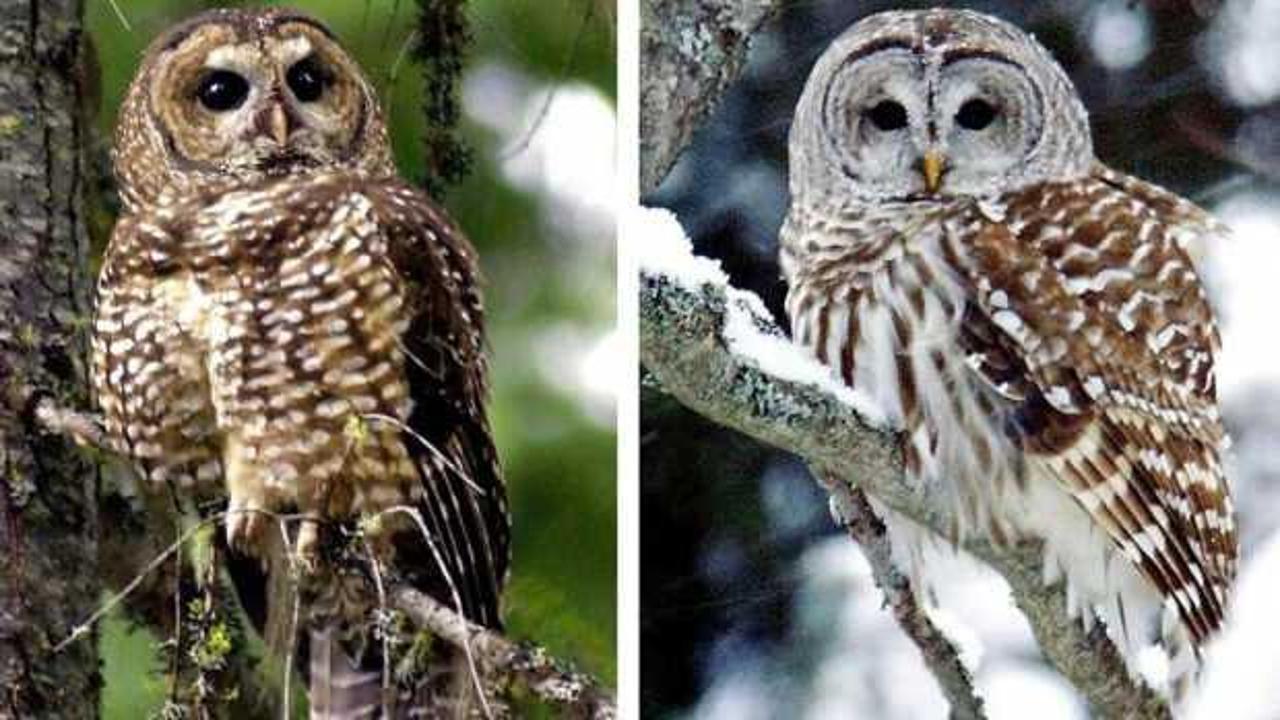 ABD'den skandal plan: 500 bin baykuş yakalanıp &ouml;ld&uuml;r&uuml;lecek