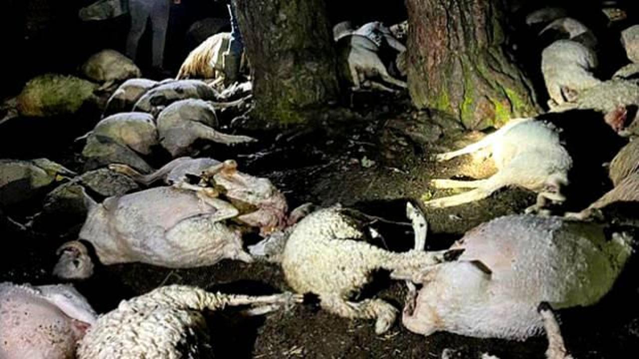 Amasya'da dehşete d&uuml;ş&uuml;ren olay: &Ccedil;oban yaralandı, 76 hayvan telef oldu