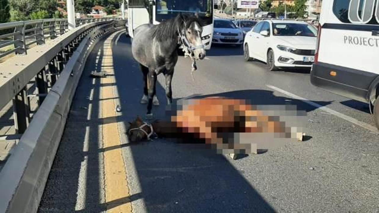 Ankara'da feci kaza! Yola çıkan başıboş ata otomobil çarptı 