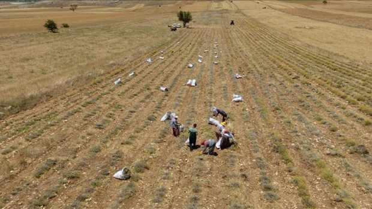 Burdur'da susuz tarımla üretilen ölmez çiçek üreticinin yüzünü güldürüyor