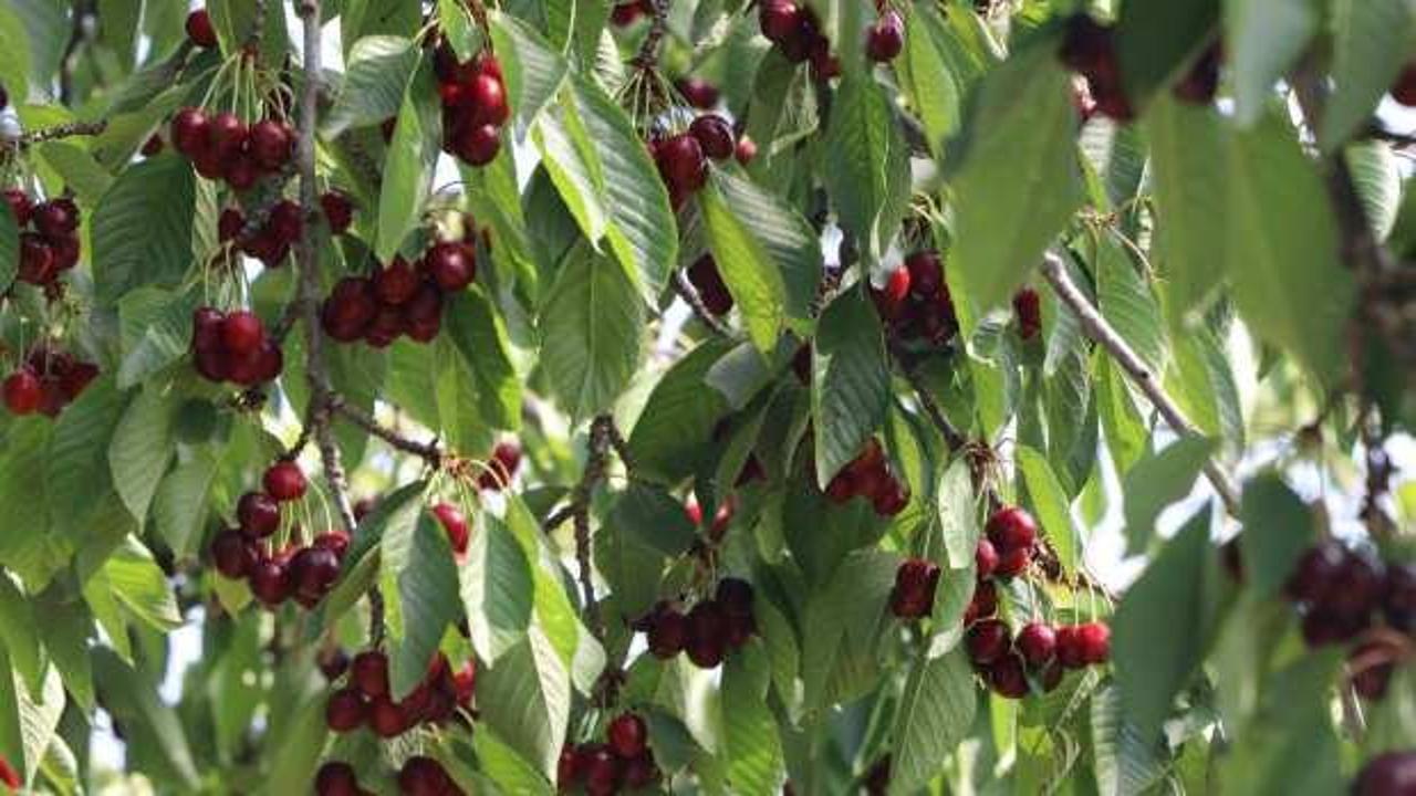 Çankırı'da Eldivan kirazında 400 ton rekolte bekleniyor
