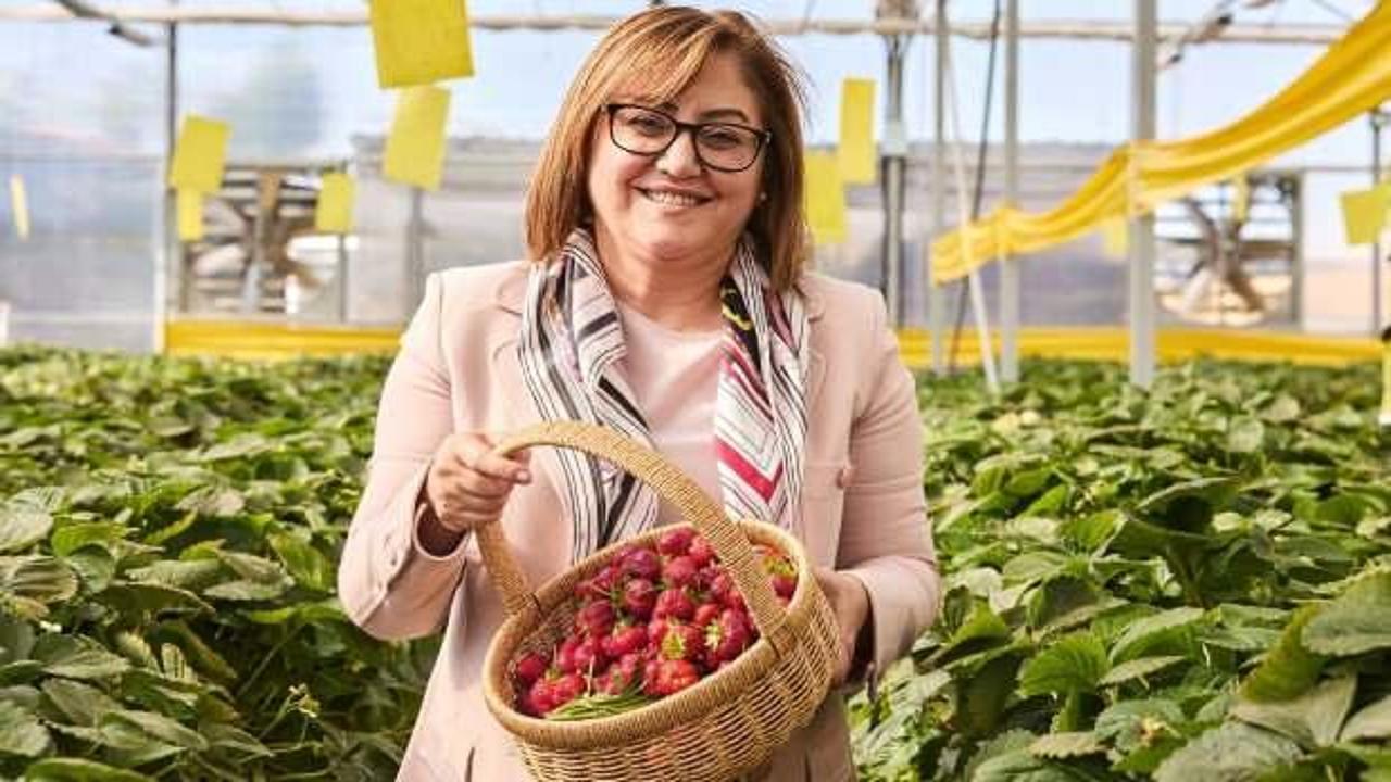 Çöplerden elde edilen ısıdan yararlanılan çilek serası ilk hasadını verdi