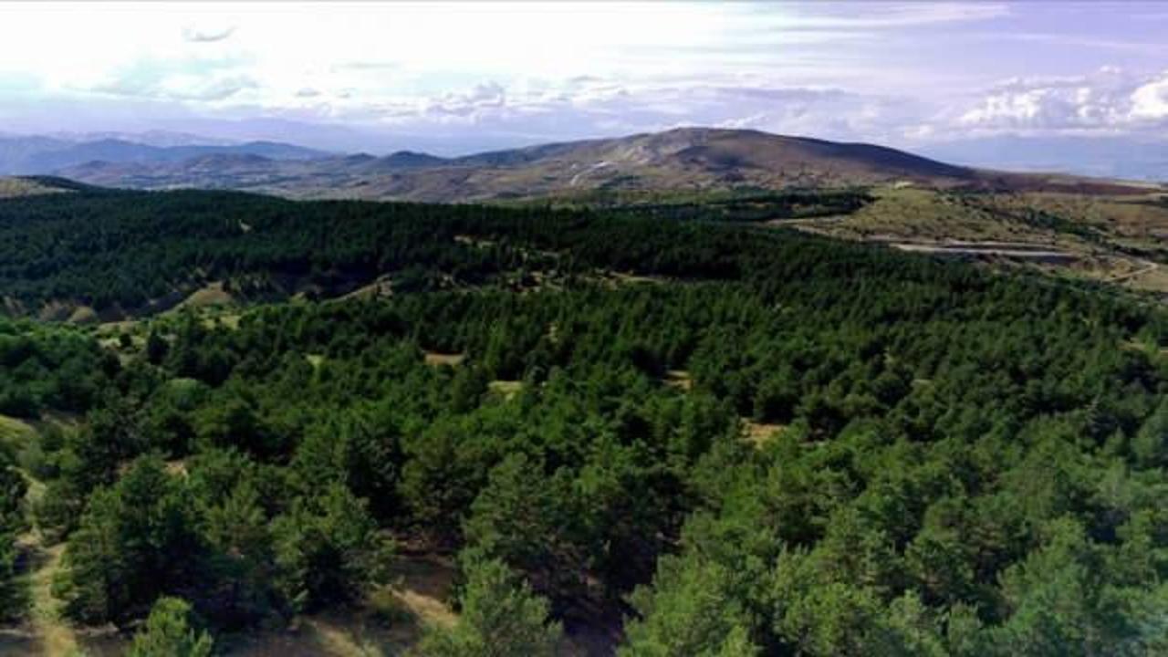 Elazığ'da 3 ay orman yasağı
