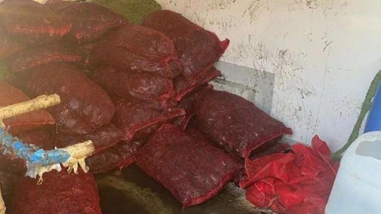 Emin&ouml;n&uuml;'nde 1 tonluk ka&ccedil;ak midye yakalandı
