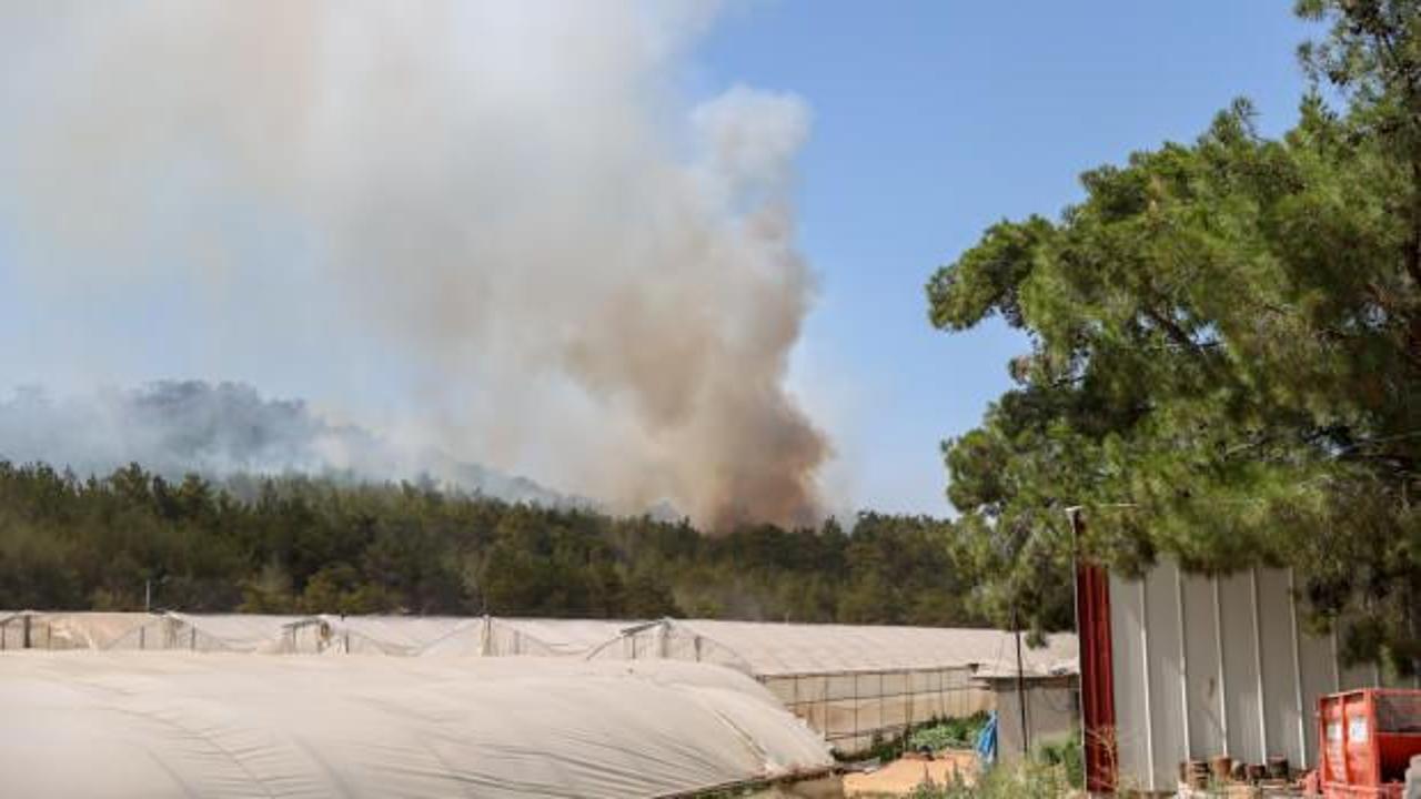 İzmir'de orman yangını: 1 şahıs tutuklandı!
