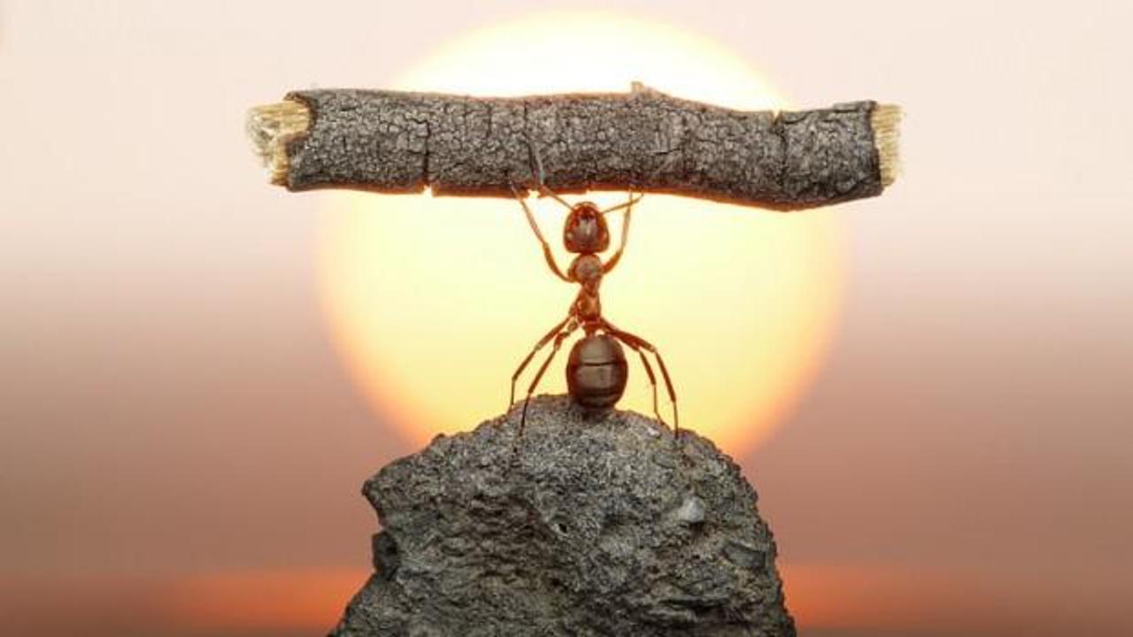 Karıncaların akıl almaz tedavi yöntemi: Yaralıları bu şekilde iyileştiriyorlarmış!