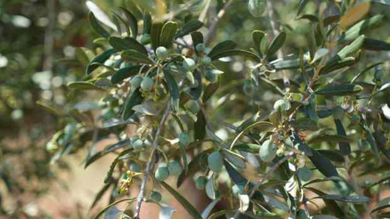 Kilis'te zeytin ve zeytinyağında yüksek rekolte beklentisi üreticiyi sevindirdi