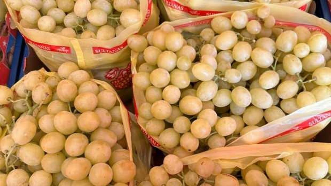 Manisa'da erkence üzümde hasat başladı