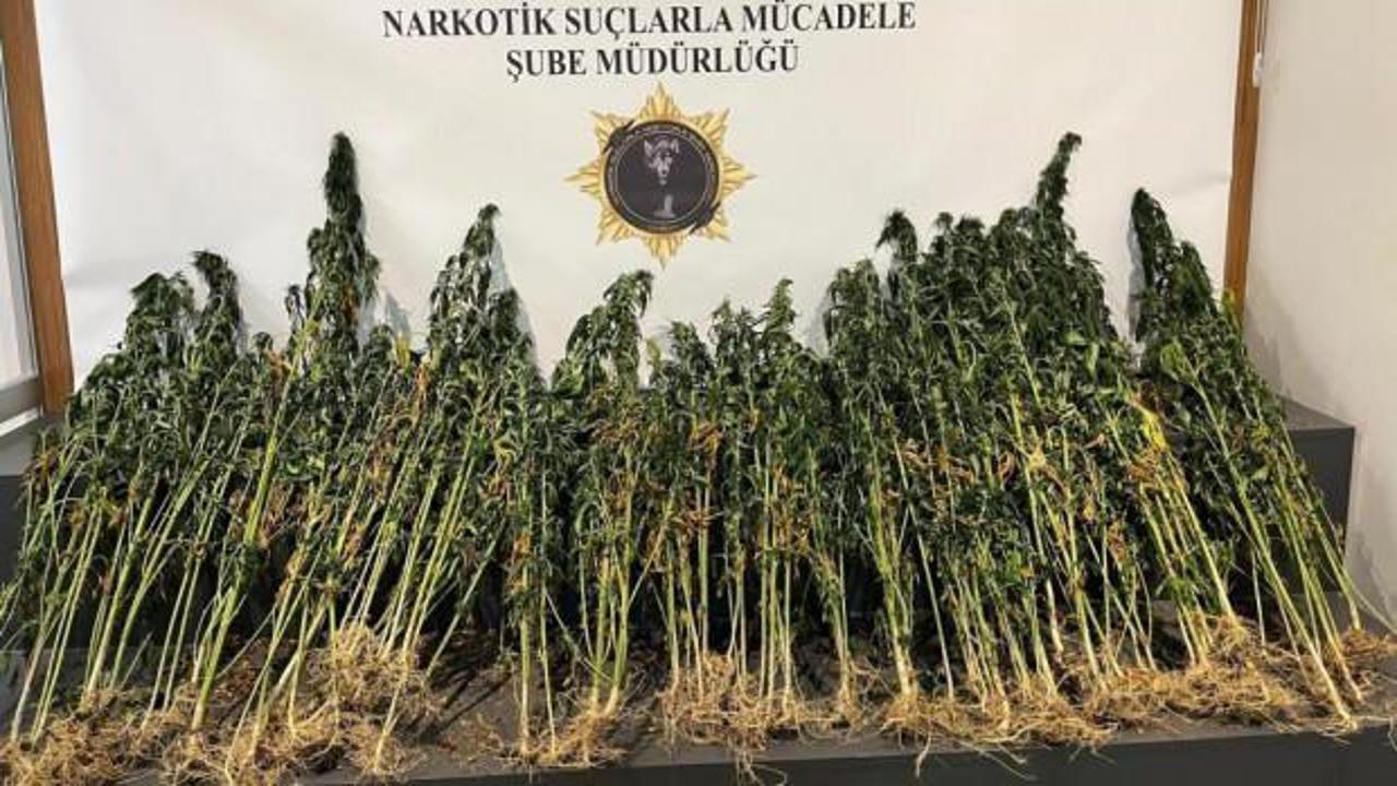 Samsun'da 178 kök kenevir bitkisi ele geçirildi
