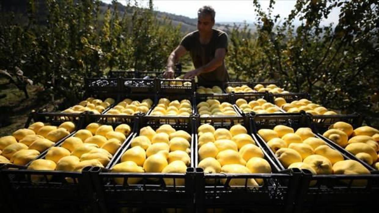 Tarımda aracılar üretici birlikleriyle aşılacak