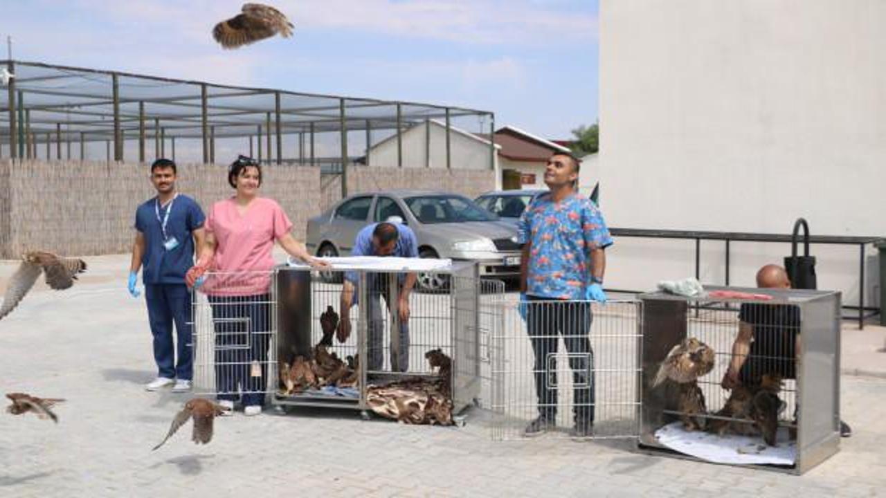 Tedavi ve rehabilitasyonu tamamlanan 60 kuş doğaya salındı