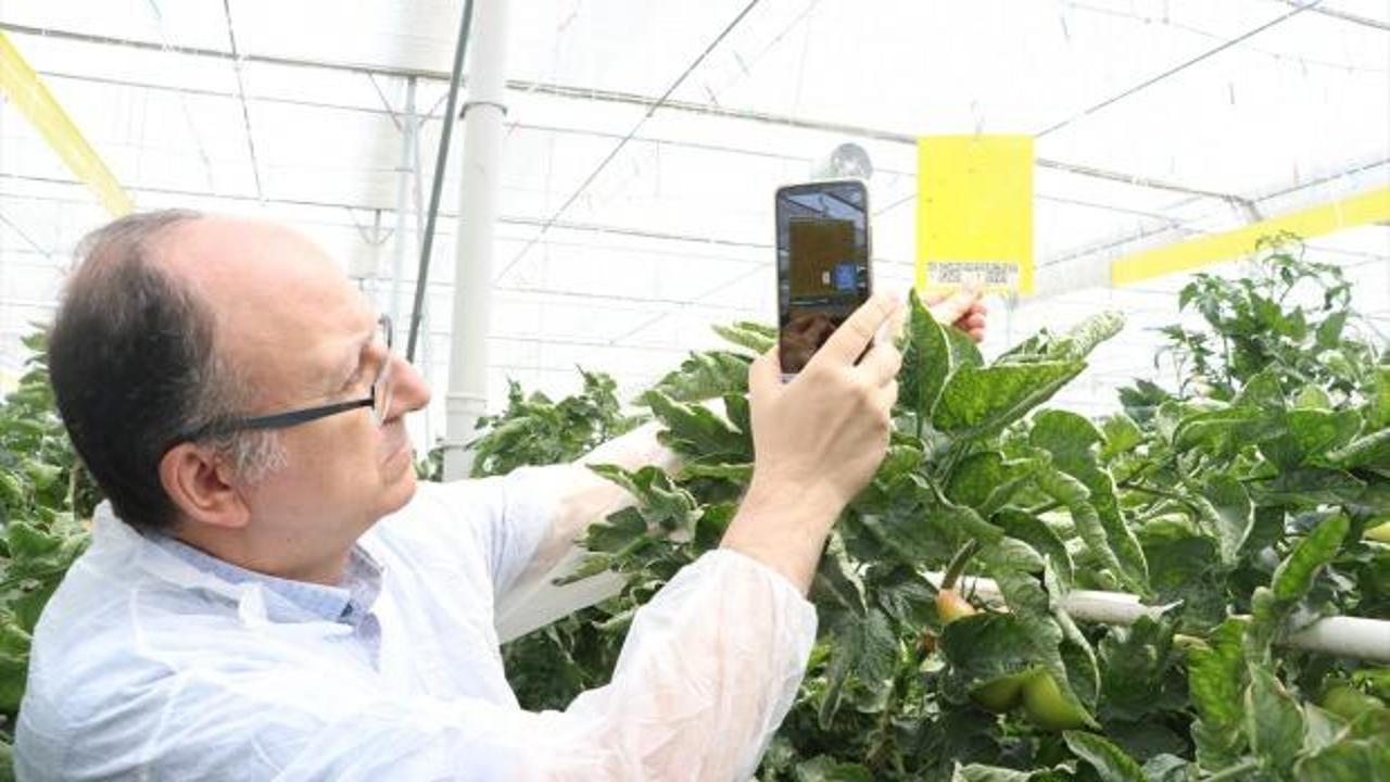 Meyve, sebze ve bitkilerdeki tarımsal zararlılar yapay zeka sistemi ile azaltılıyor