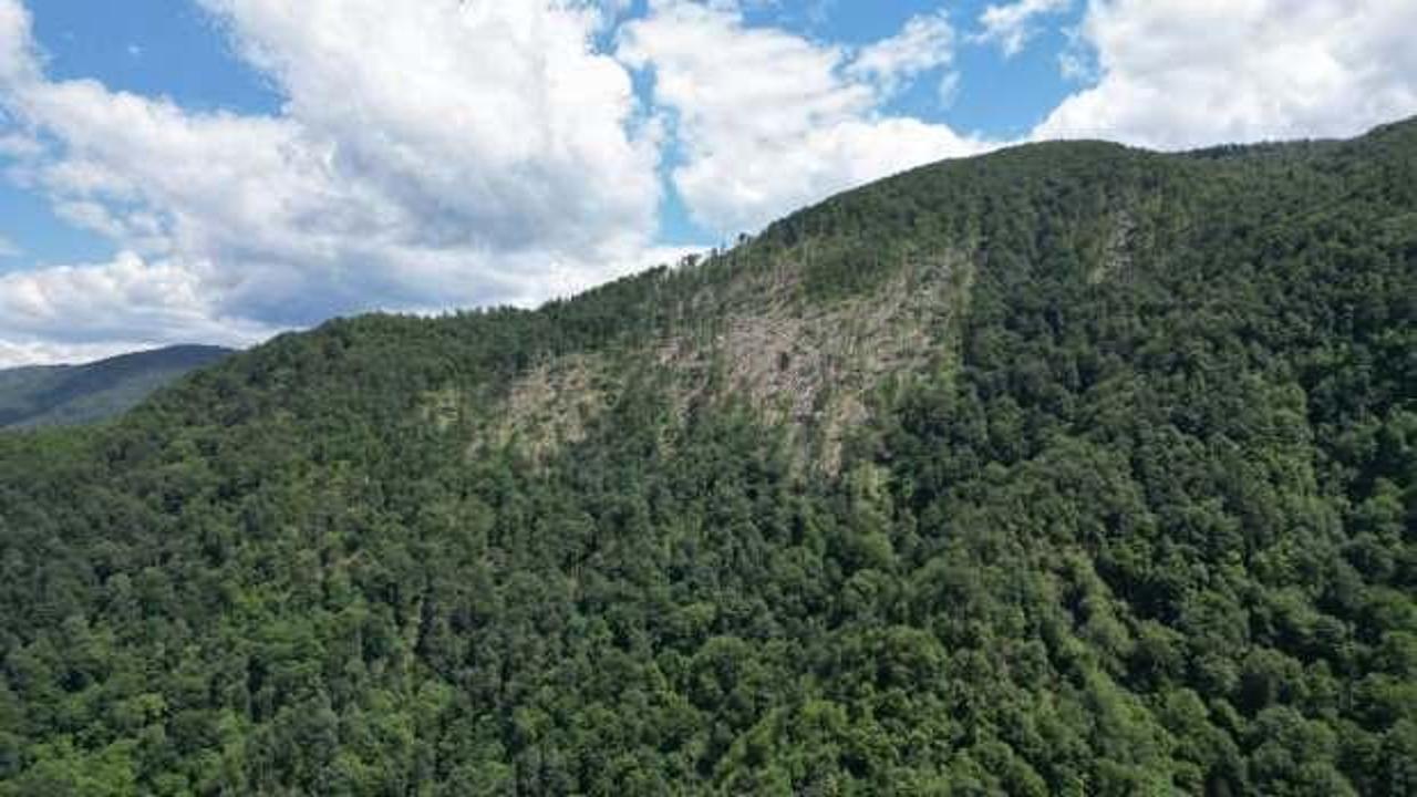 3 ilimizde binlerce ağa&ccedil; devrildi, uzman isim endişeli: Bunlar alışık olmadığımız şeyler