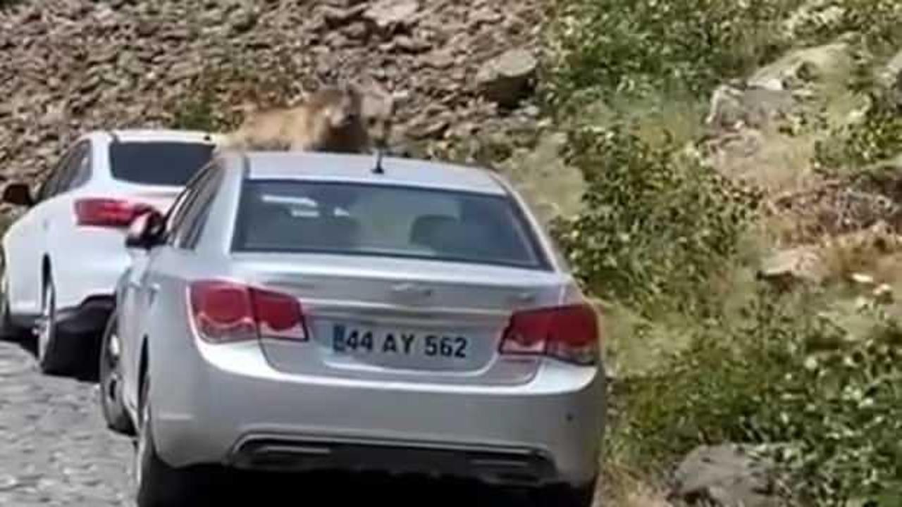 Ayılar yol kesip arabaların &uuml;st&uuml;ne &ccedil;ıktı
