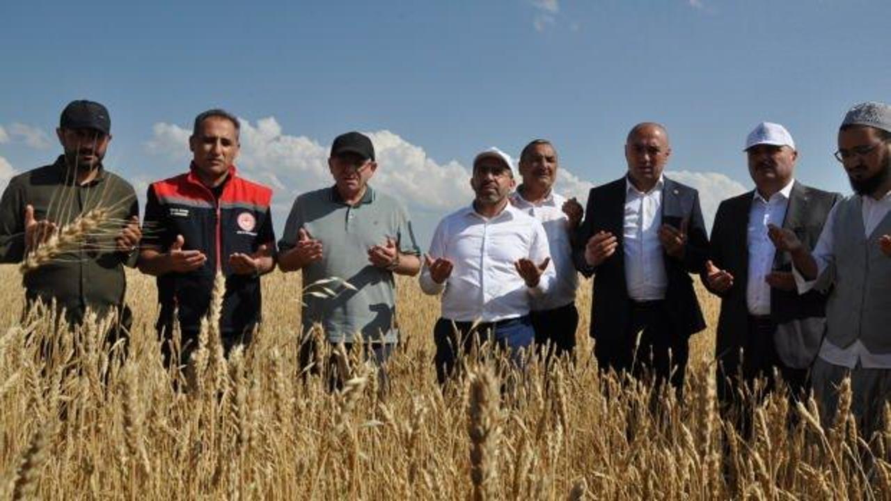 Kars'ta yüzde 50 hibeyle dağıtılan tohumlar tarlalara ekildi