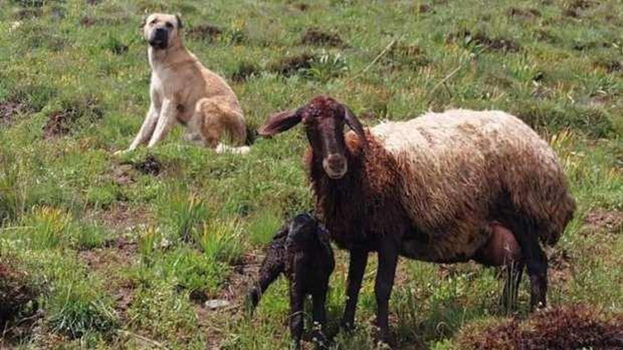 Kayıp sandıkları çoban köpekleri Kral'ı, yaylada doğum yapan koyunun yanında buldular