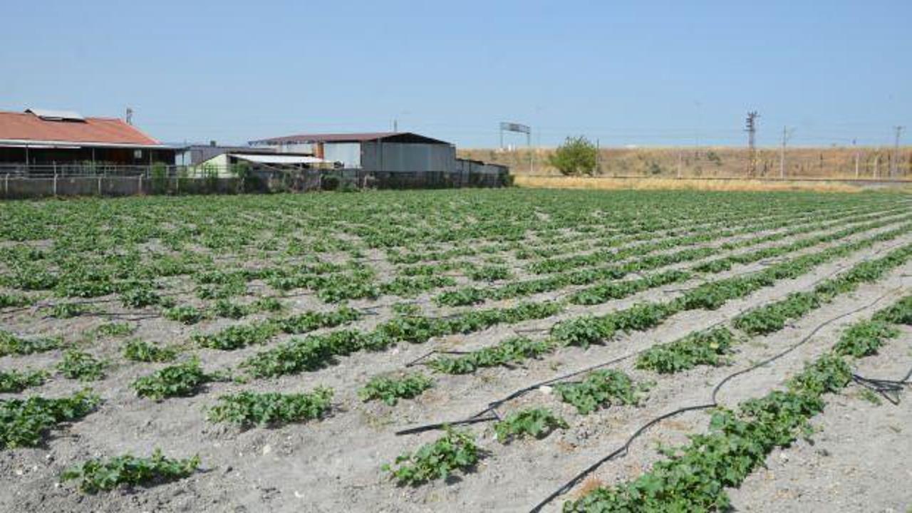 Kırkağaç kavununda ekim yapıldı, hasat ağustosta