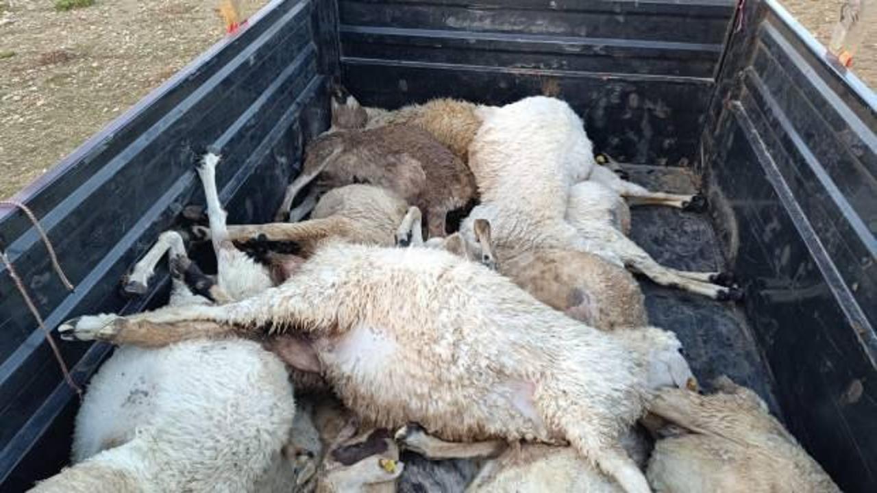 Koyun s&uuml;r&uuml;s&uuml;ne yıldırım isabet etti! Sahibi devletten yardım istedi!