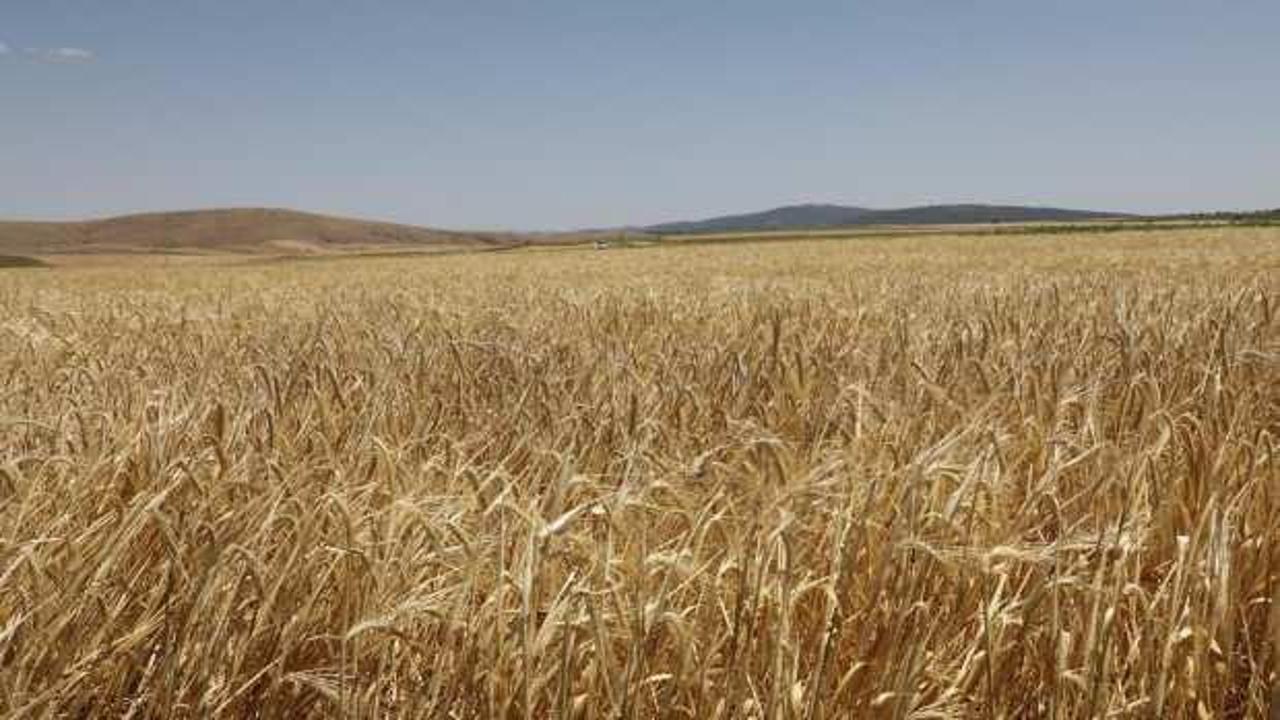 Kütahya'da yerli arpa çeşidi 'Ayrancı'nın hasadı yapıldı