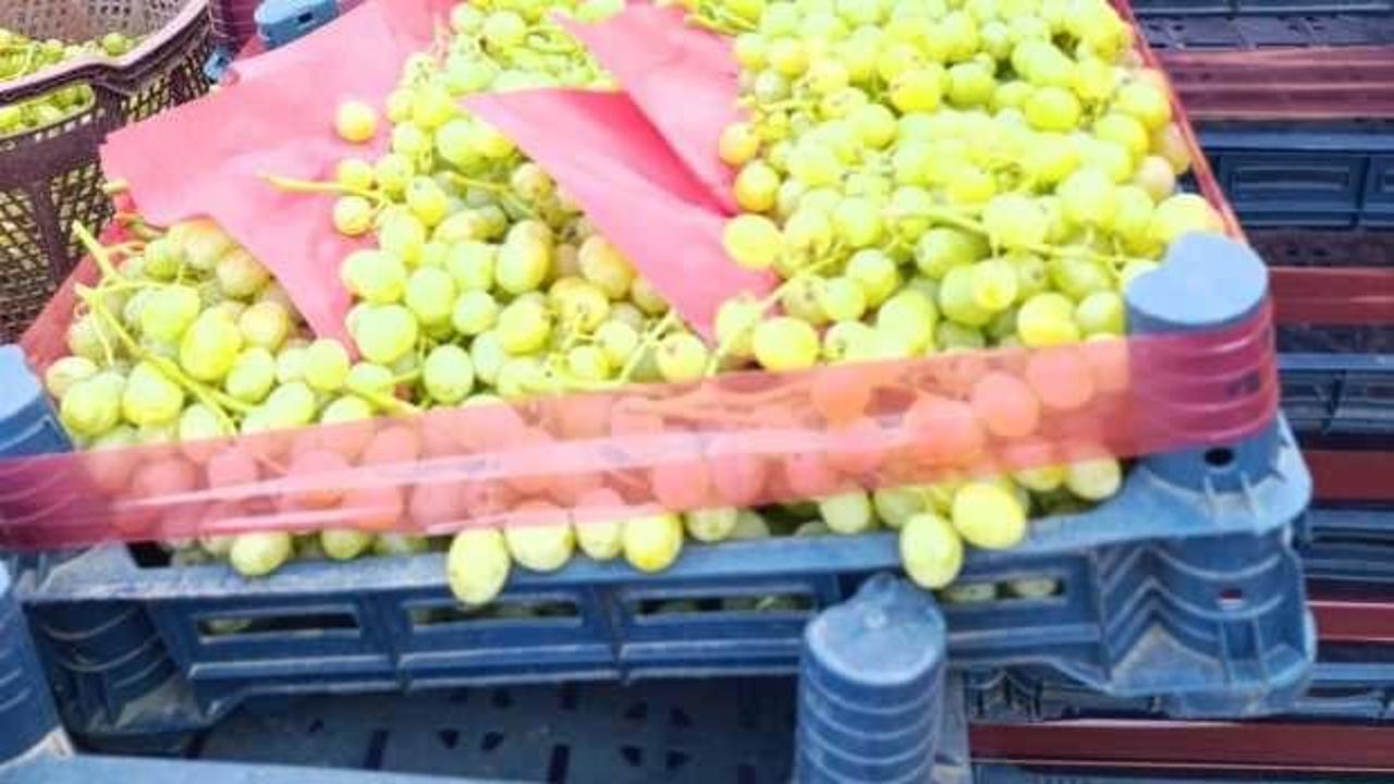 Sarıgöl'de erkenci üzüm cinslerinde hasat
