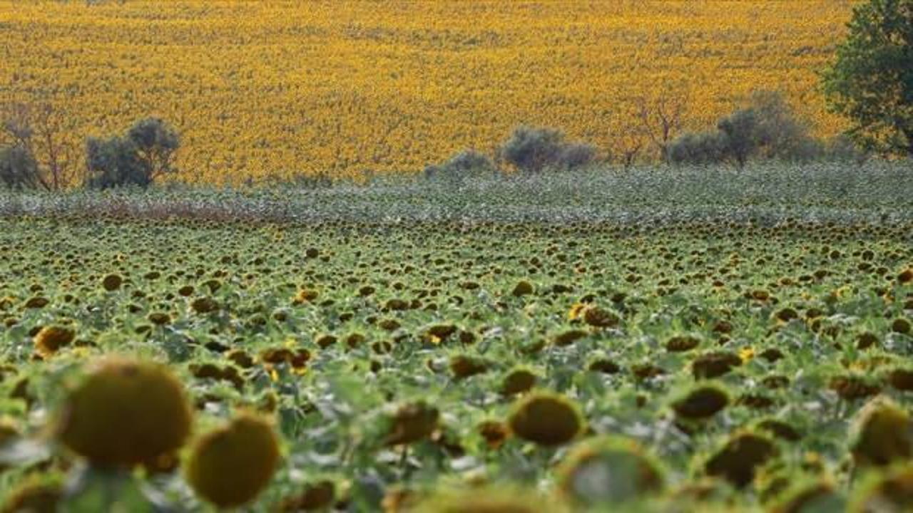 Trakya'da üretilen yerli hibrit ayçiçeği tohumu, birçok ilde üreticinin tercihi oldu