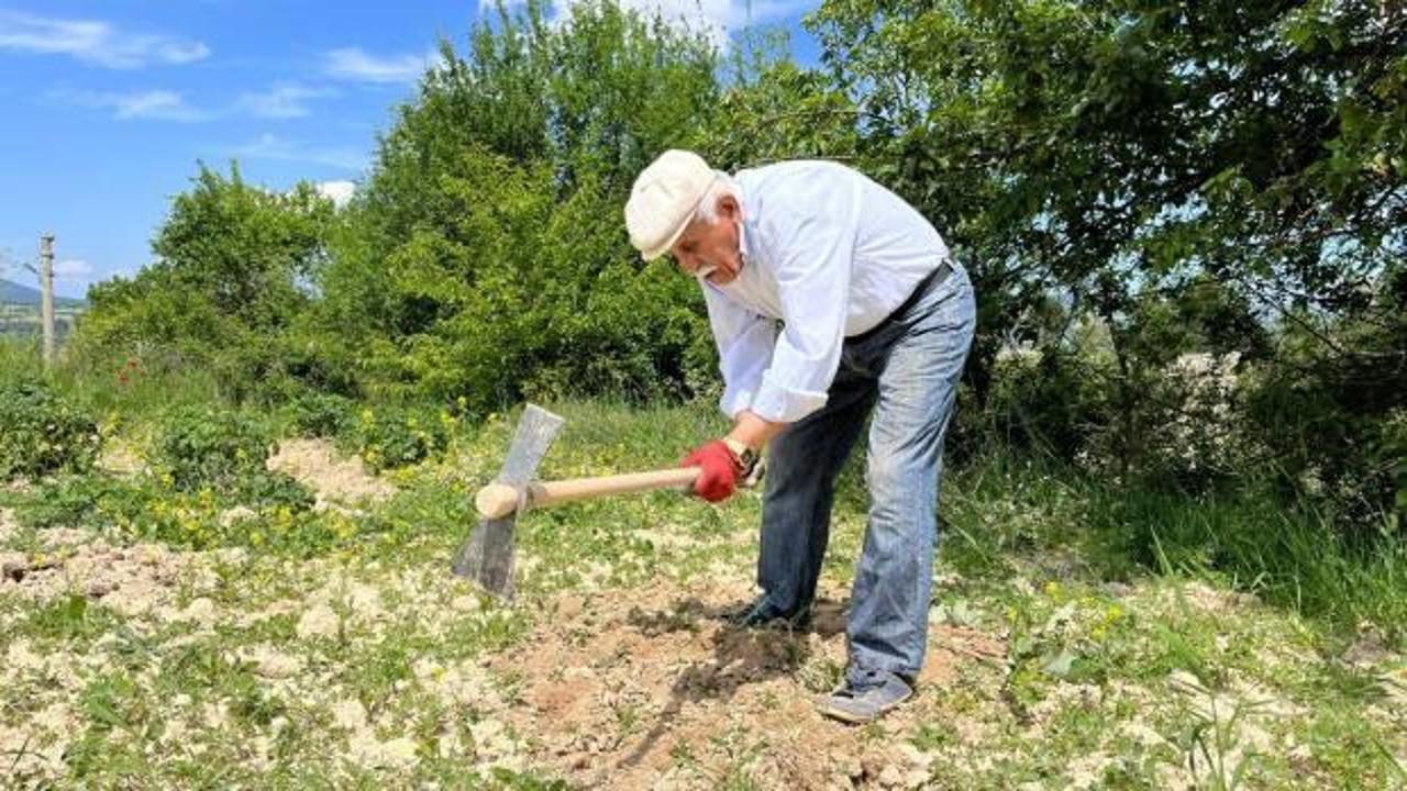 İleri yaşına rağmen tarlada çalışmaya devam ediyor: 'Gençler örnek almalı'