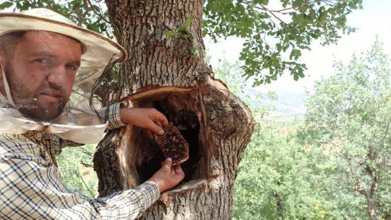 Her derde şifa: 8 bin liradan satılan bal ağa&ccedil; kavuklarından &ccedil;ıkarılıyor